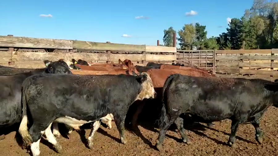 Lote 20 Novillo Gordo en Los Ángeles, VIII Región Biobío