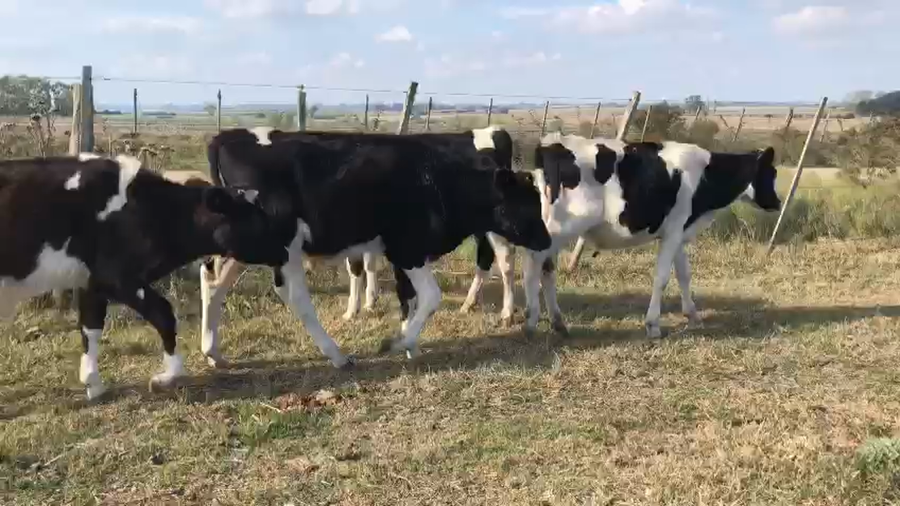 Lote 15 teneros holando