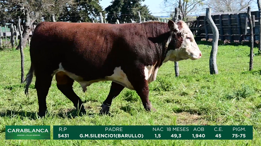 Lote Carablanca