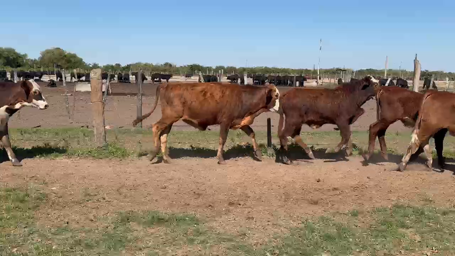 Lote 130 Terneros en Formosa, Clorinda