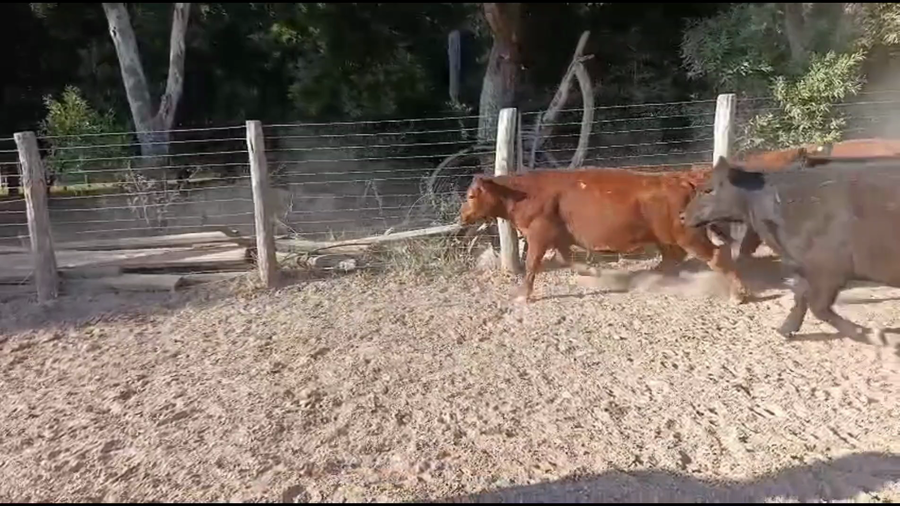 Lote 15 Terneras