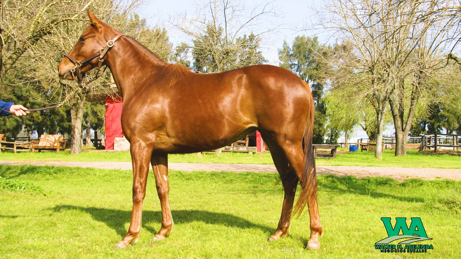 Lote KISS GANDHI