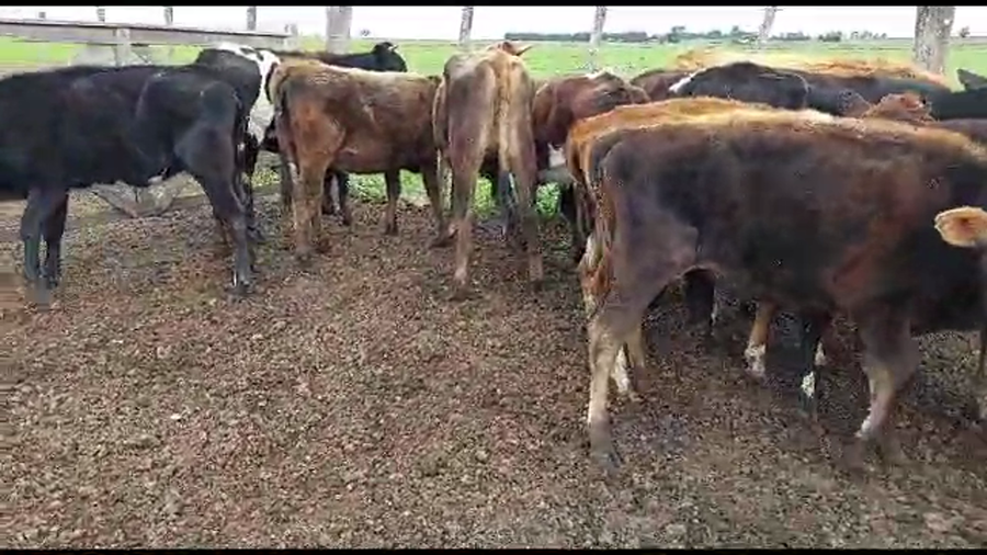Lote 15 terneras