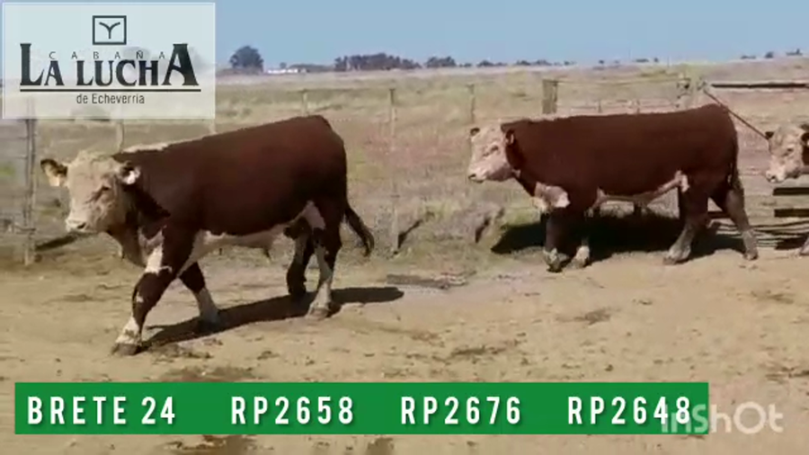 Lote TOROS POLLED HEREFORD PI