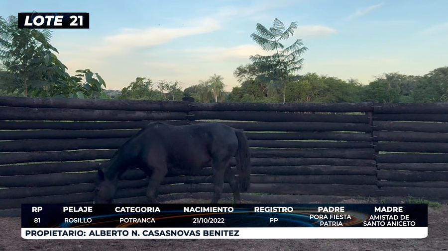 Lote LOTE 21