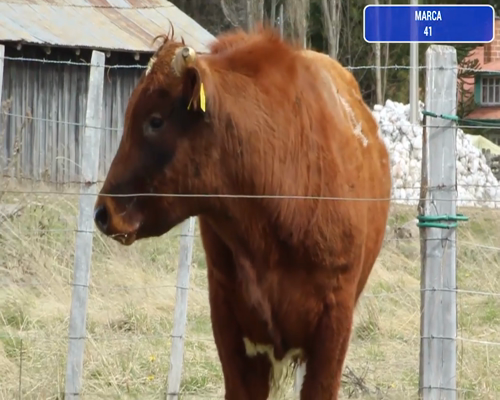 Lote 1 Toro en Coyhaique, XI Región Aysén