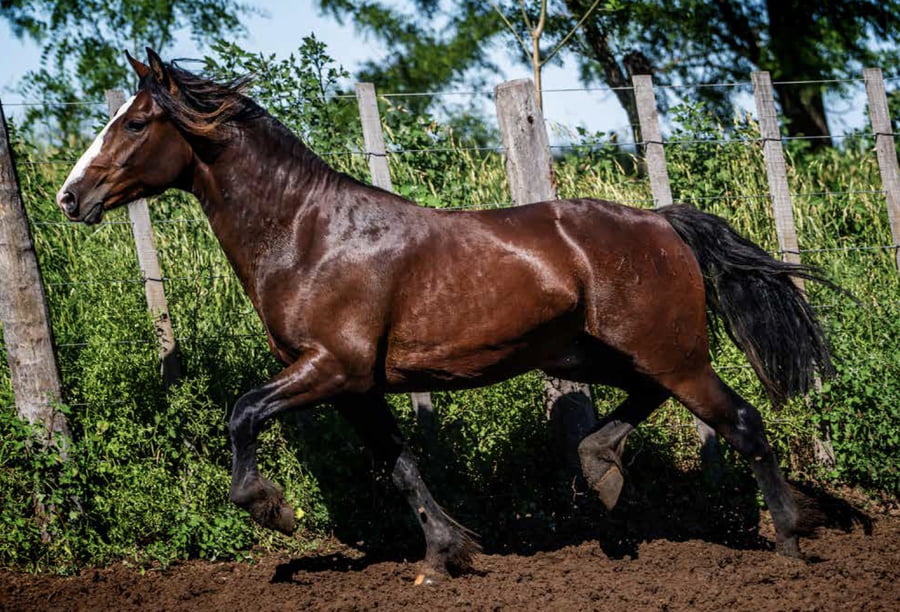 Lote DEL OESTE PINCÉN