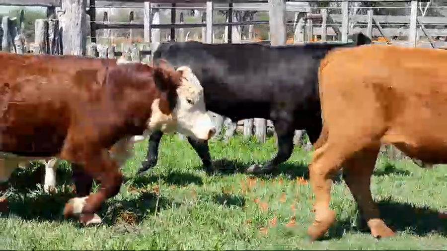 Lote 35 Terneros en Corrientes, Curuzú-Cuatiá