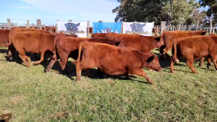Lote 65 Terneros en Casalins, Buenos Aires