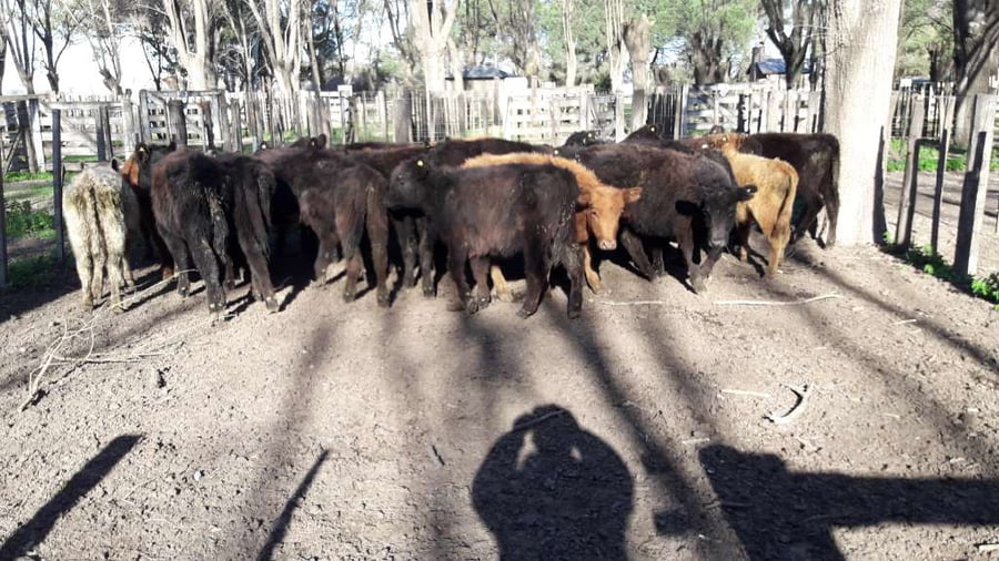 Lote 25 Terneras en Gral. Lamadrid, Buenos Aires