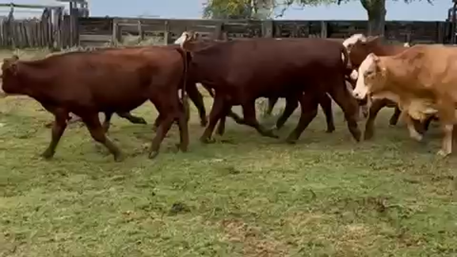 Lote 66 Novillos en Corrientes, Curuzu Cuatia