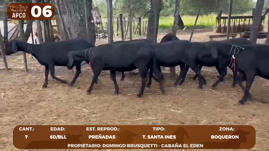 Lote LOTE 6 -POR PANTALLA