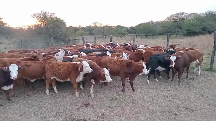 Lote 106 Terneros/as
