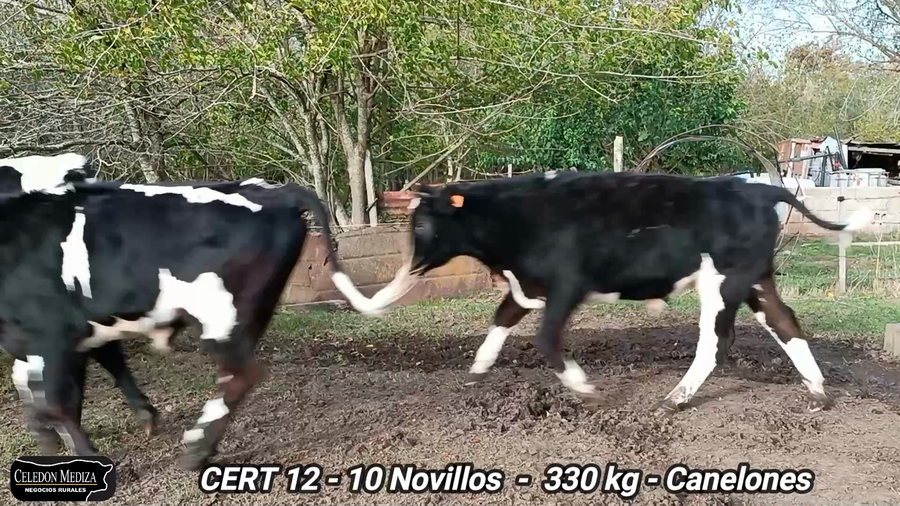 Lote 10 Novillos 1 a 2 años en Canelones