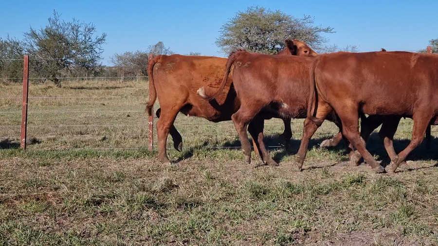 Lote 34 Vaquillonas preñadas en Corrientes, Curuzu Cuatia