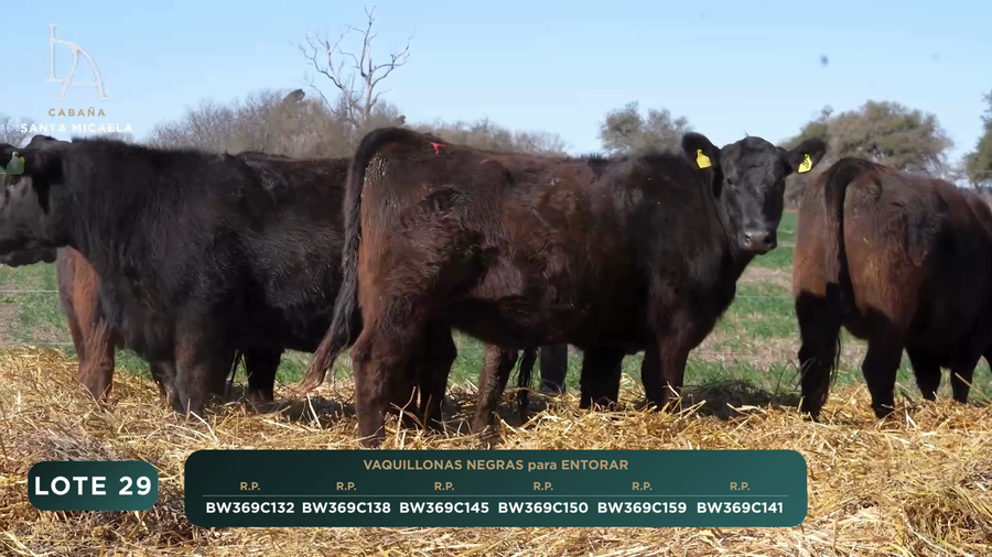 Lote VAQUILLONAS PC para ENTORAR