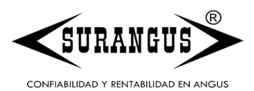 Lote Selección de Toros Surangus