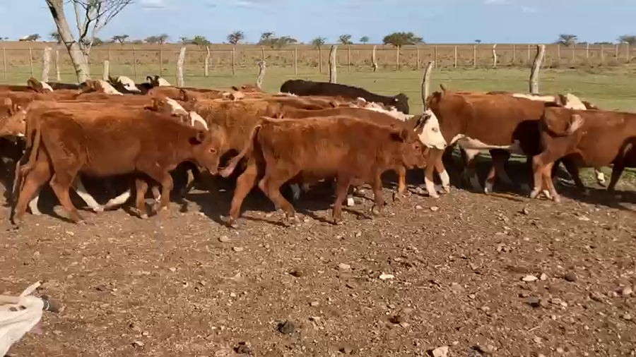 Lote 80 Terneros en Mercedes, Corrientes