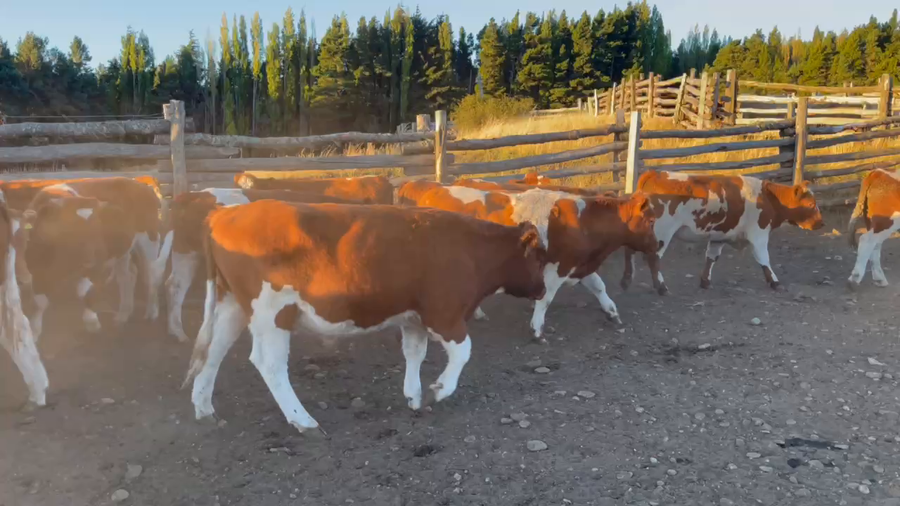 Lote 50 Novillo Engorda en Coyhaique, XI Región Aysén