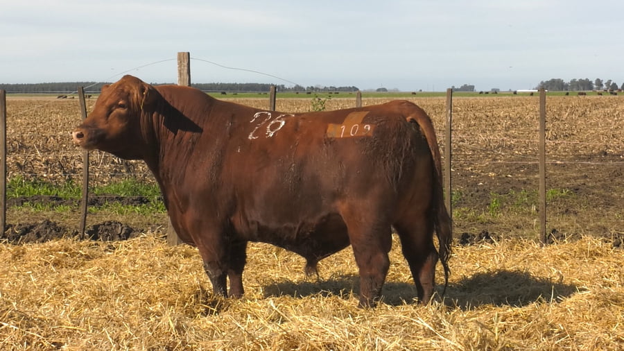 Lote Toros PC Colorado