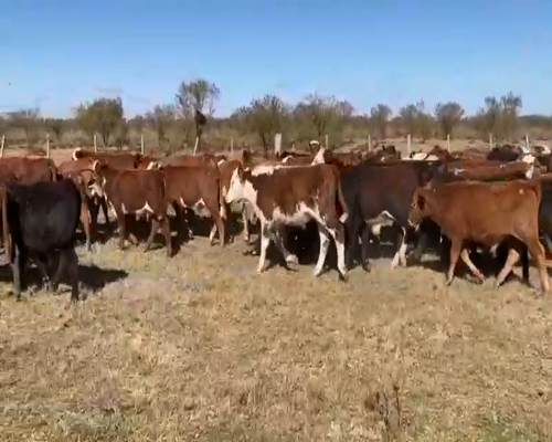 Lote 85 Terneros/as en Esquina, Corrientes