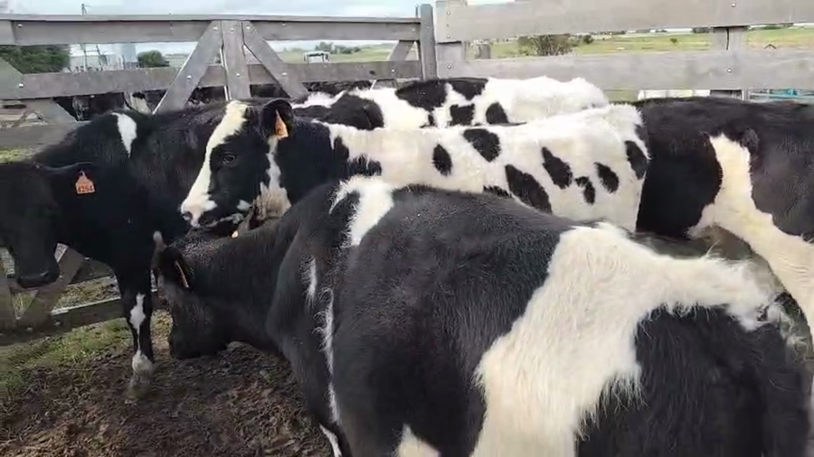 Lote 5 Terneros a remate en Pantalla Camy, San José