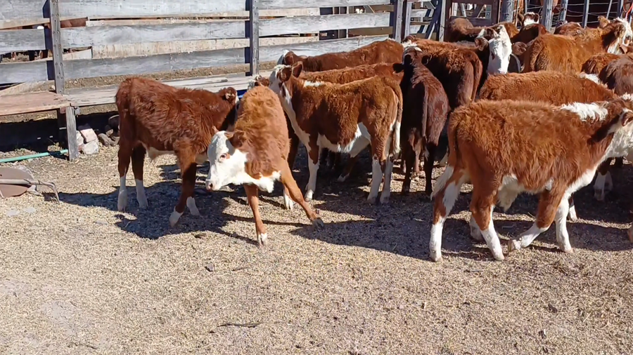 Lote 26 Terneros/as en Jujuy, Volcán