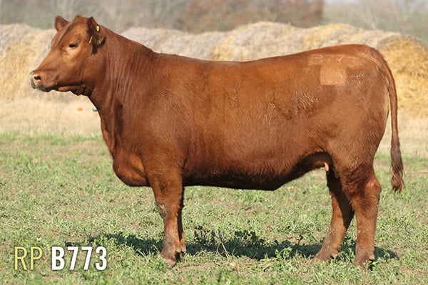 Lote 4 VAQUILLONAS PREÑADAS PURAS DE PEDIGREE