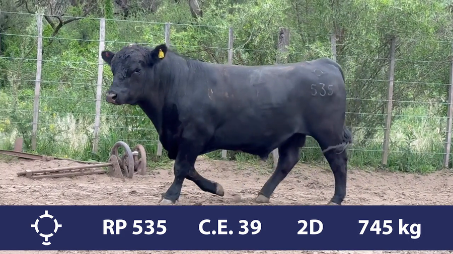 Lote 1 Toros PC en Córdoba, Gral. Roca