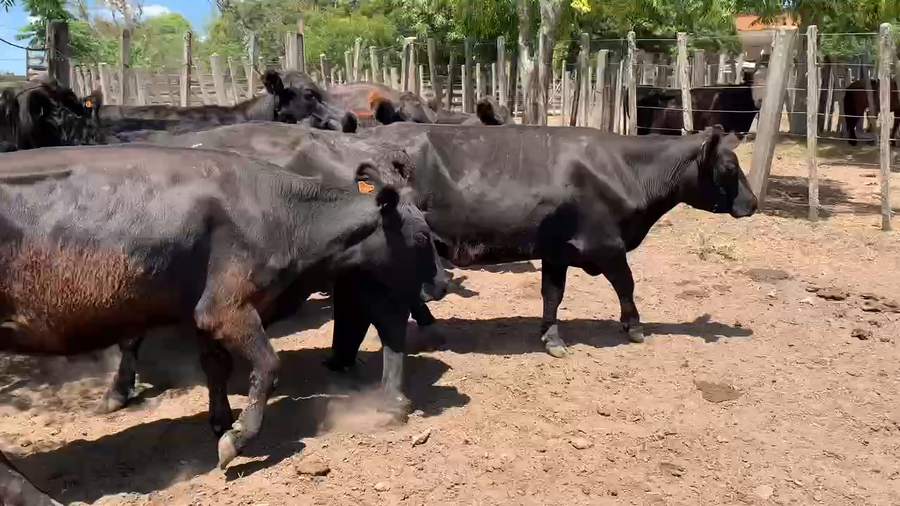 Lote 10 Vacas de Invernada en Melo, Cerro Largo