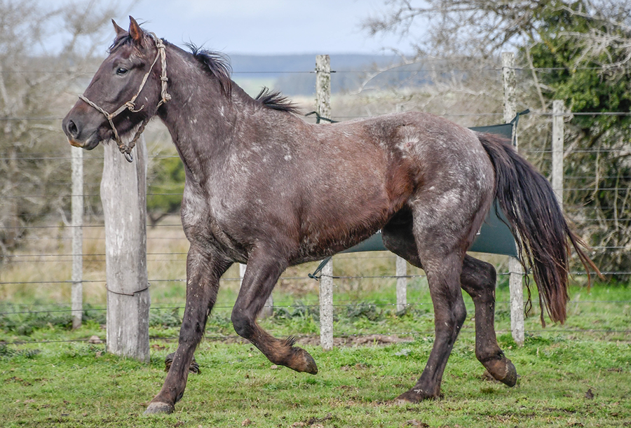 Lote GAUCHO LA FLECHILLA