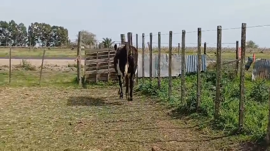Lote Toros NORMANDO a remate en #49 Pantalla Carmelo en RUTA 45 - LIBERTAD