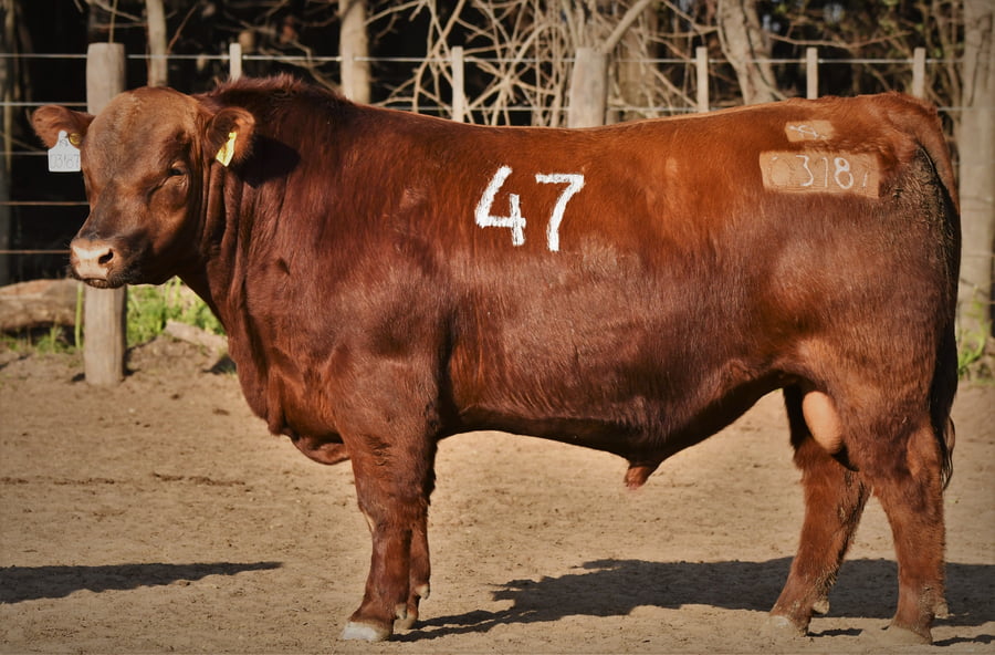 Lote Toro Angus PC