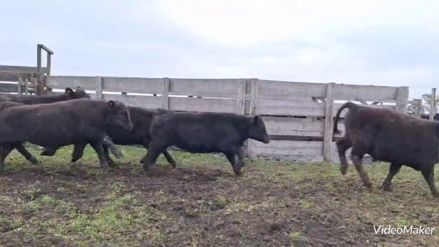 Lote 20 Terneros en Gonzalez Chaves