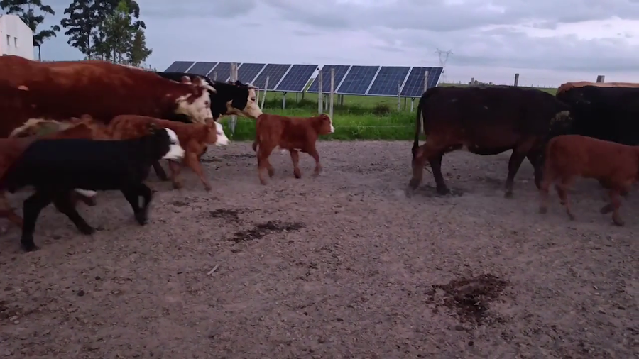 Lote 50 Piezas de Cria