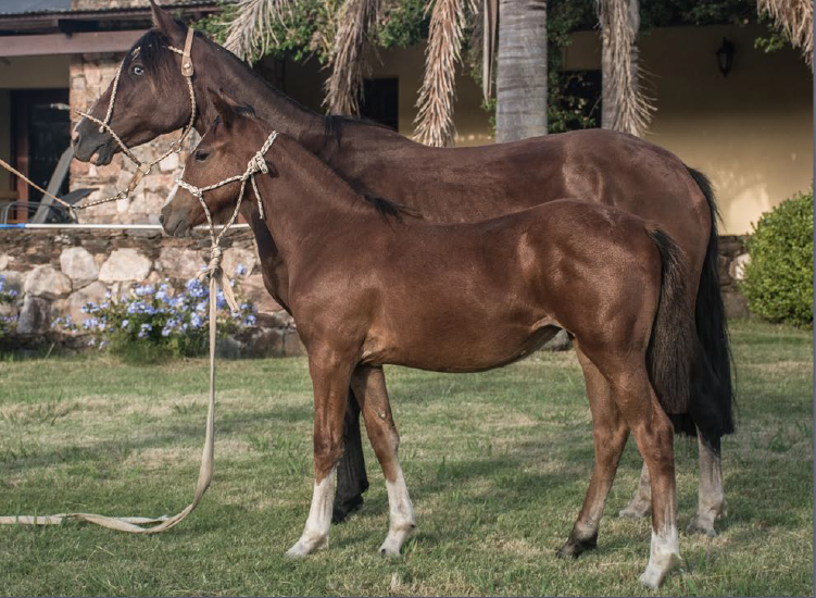 Lote ESTOPA DEL MAVIAL