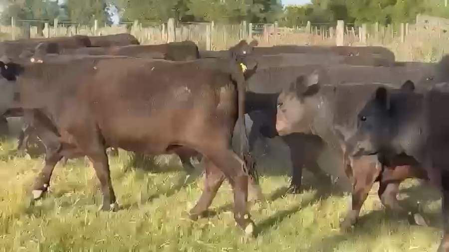 Lote 160 Vaquillonas