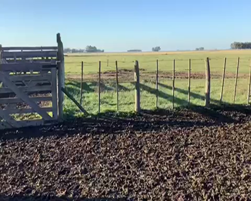 Lote 100 Novillitos en Laprida, Buenos Aires