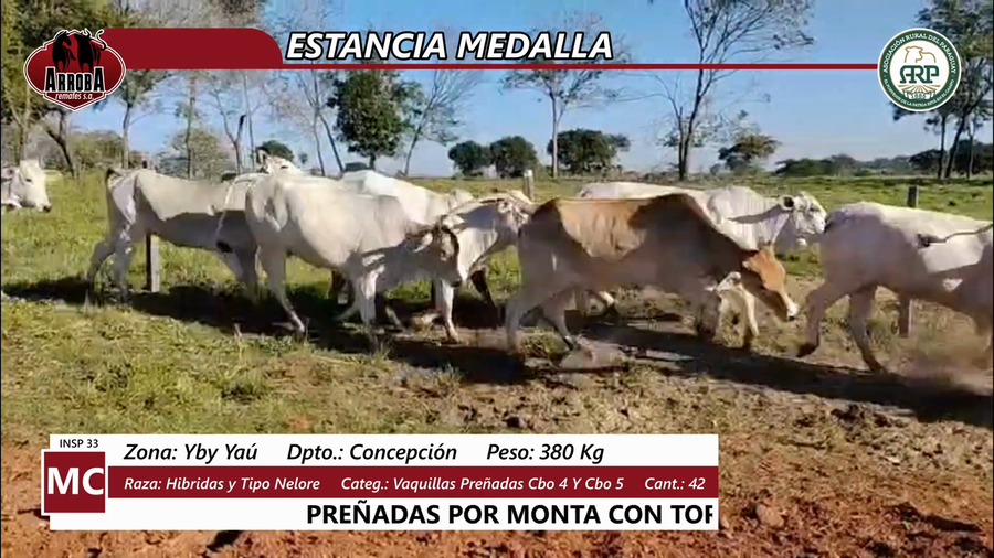 Lote Estancia Medalla