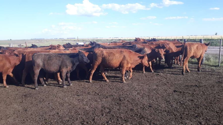 Lote 100 Terneros en arboledas, Buenos Aires