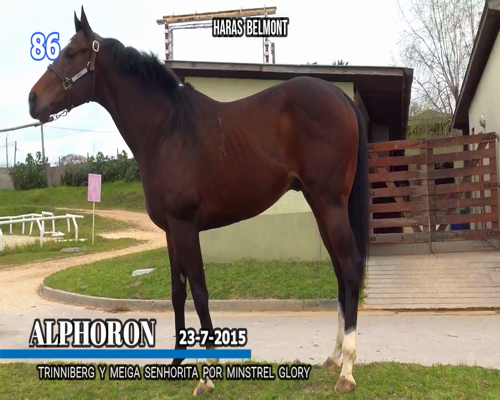 Lote ALPHORON