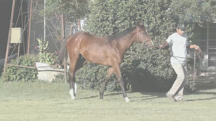 Lote RIO MIGUELITO (LENOVO -  INDIAVOLATA)