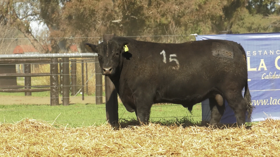 Lote TOROS ANGUS PURO CONTROLADO