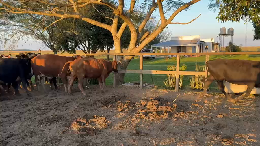 Lote 26 Vacas p/ invernar