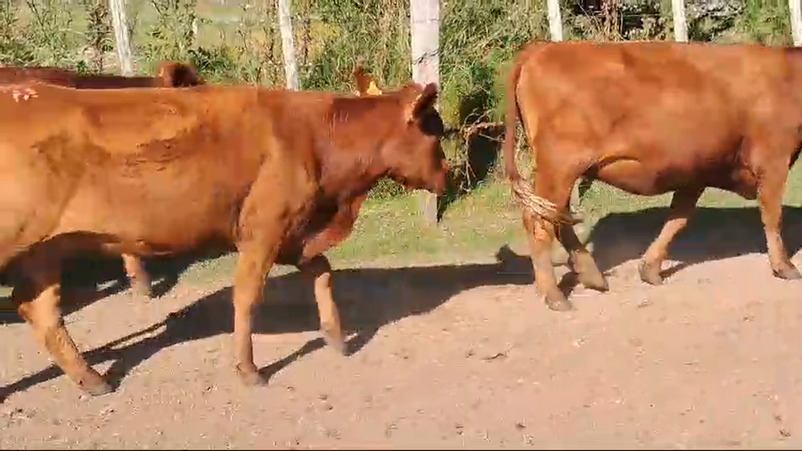 Lote 15 vaquillonas angus