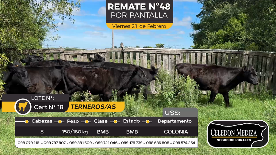 Lote 8 Terneros y Terneras en Estanzuela, Colonia