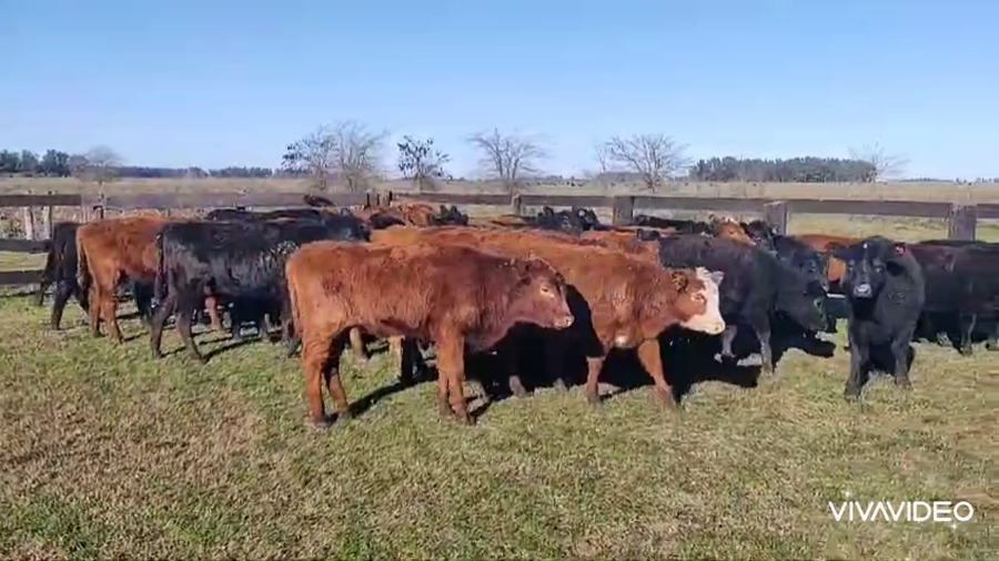 Lote 70 Terneras en Brandsen, Buenos Aires