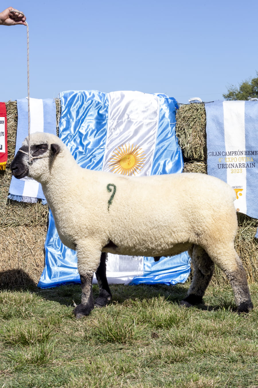 Lote HAMPSHIRE D. P.P.