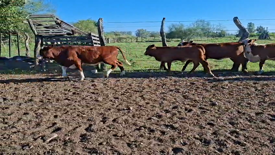 Lote 26 Terneros/as en Corrientes, Monte Caseros