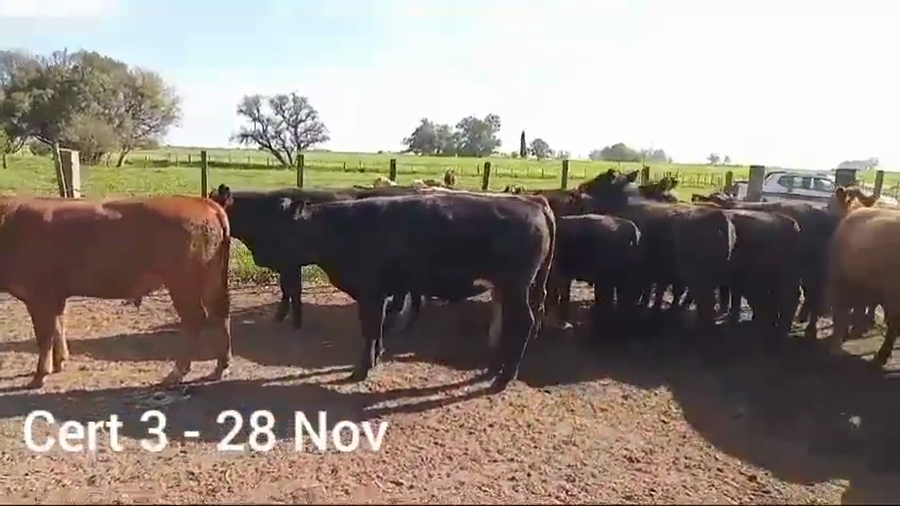 Lote NOVILLOS DE 1 A 2